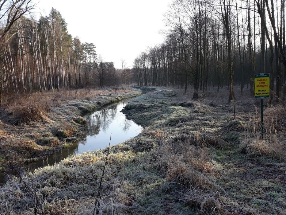 Działka budowlana Wilków. Zdjęcie 6