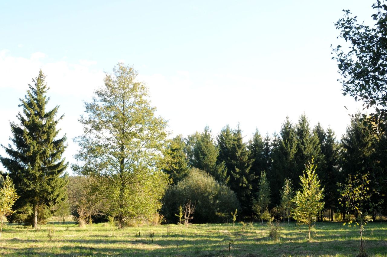 Działka siedliskowa Grzegorzewice, ul. Pałacowa. Zdjęcie 6