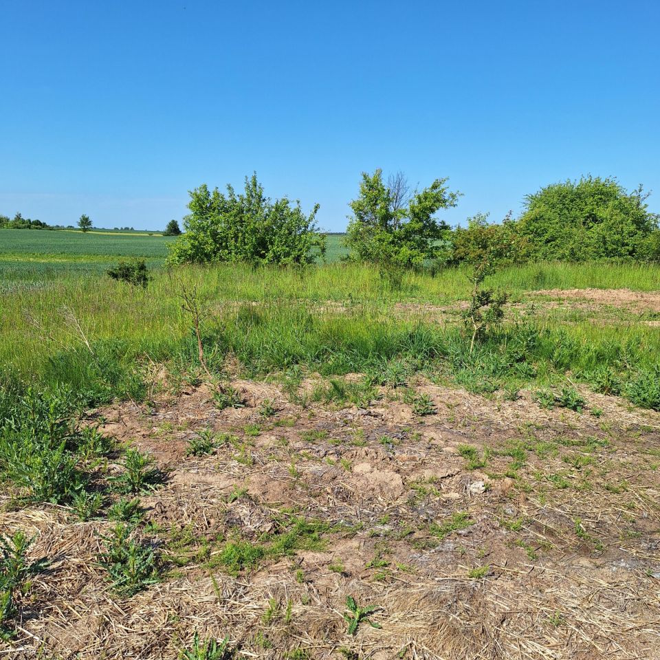 Działka rolno-budowlana Osiecz Mały. Zdjęcie 7