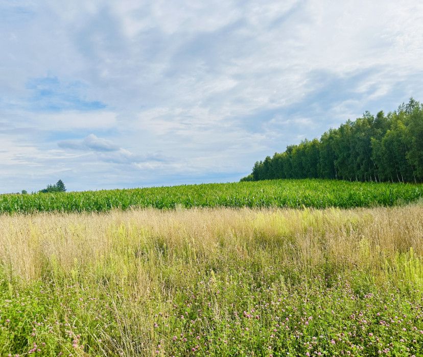 Działka budowlana Szczodrowo. Zdjęcie 7