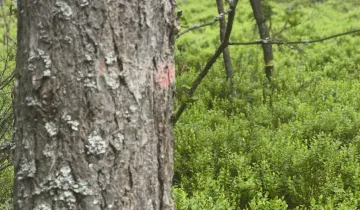 Działka na sprzedaż bez pośredników 
 
 ul. Leśna 
 
 Oleszno - Widok 5