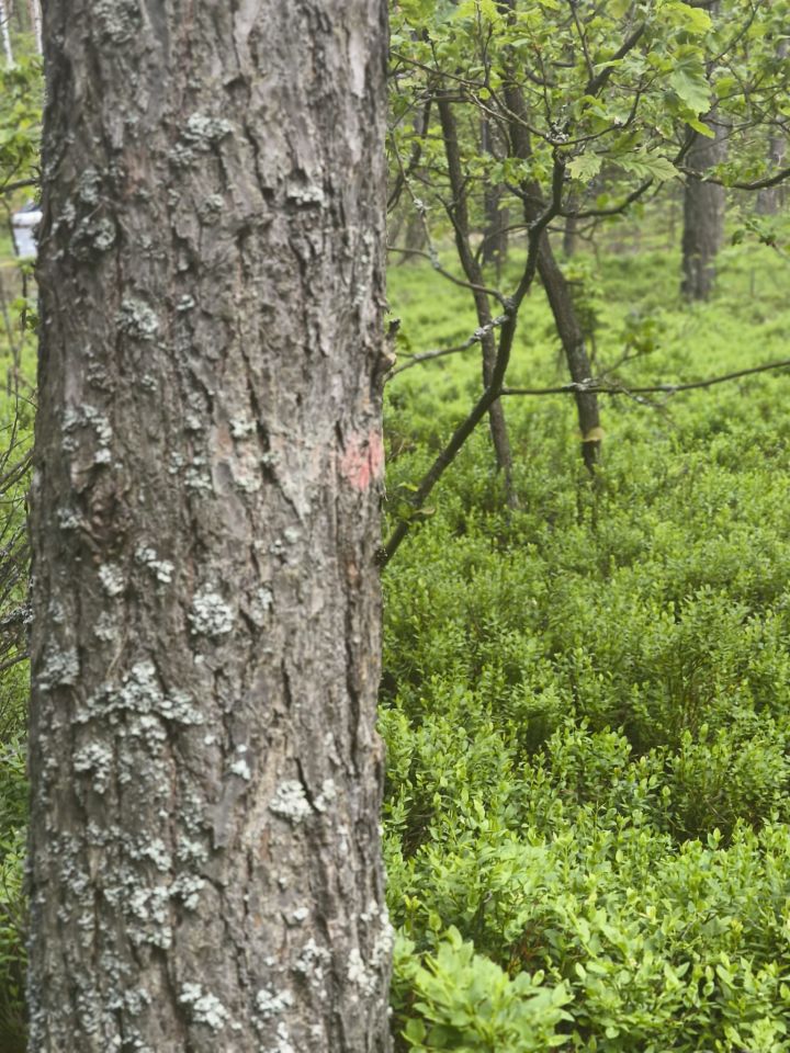 Działka leśna Stanowiska
