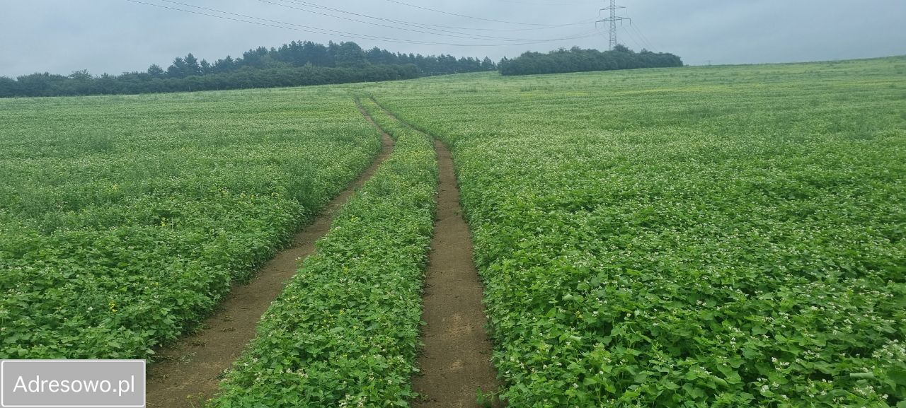 Działka rolna Jaworzno. Zdjęcie 11