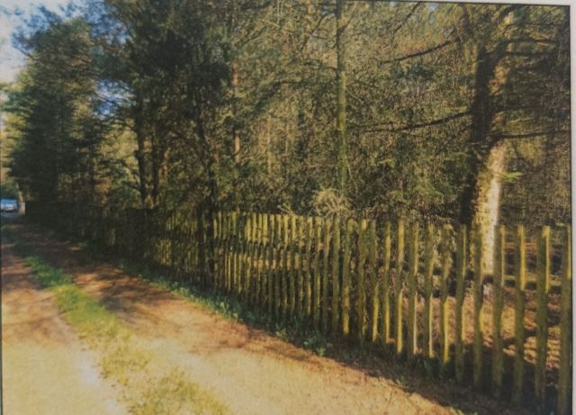 Działka leśna Moczalec. Zdjęcie 1