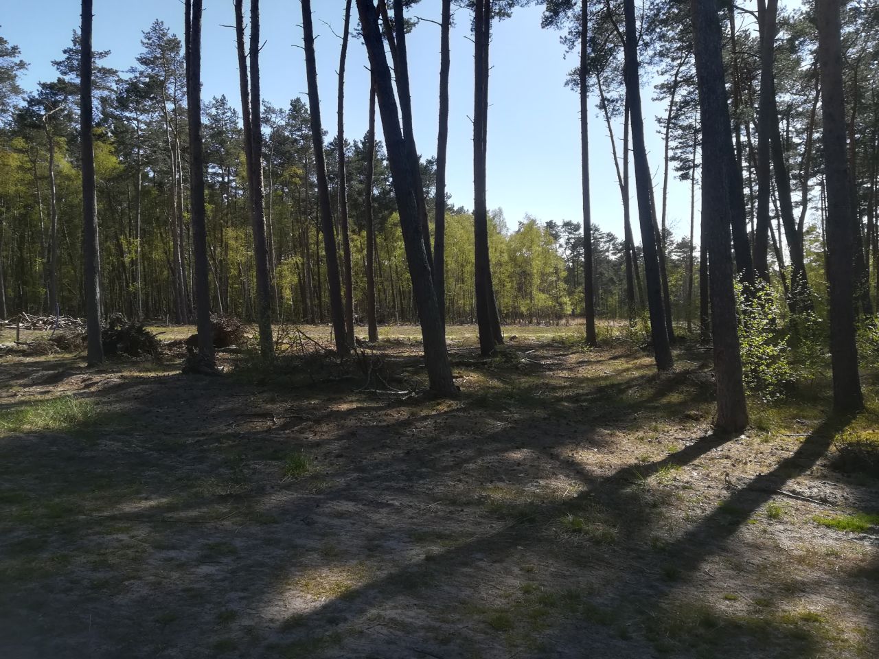 Działka budowlana Dziwnów, ul. Daglezji. Zdjęcie 8