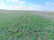 Działka rolno-budowlana Skrzypki. Zdjęcie 4