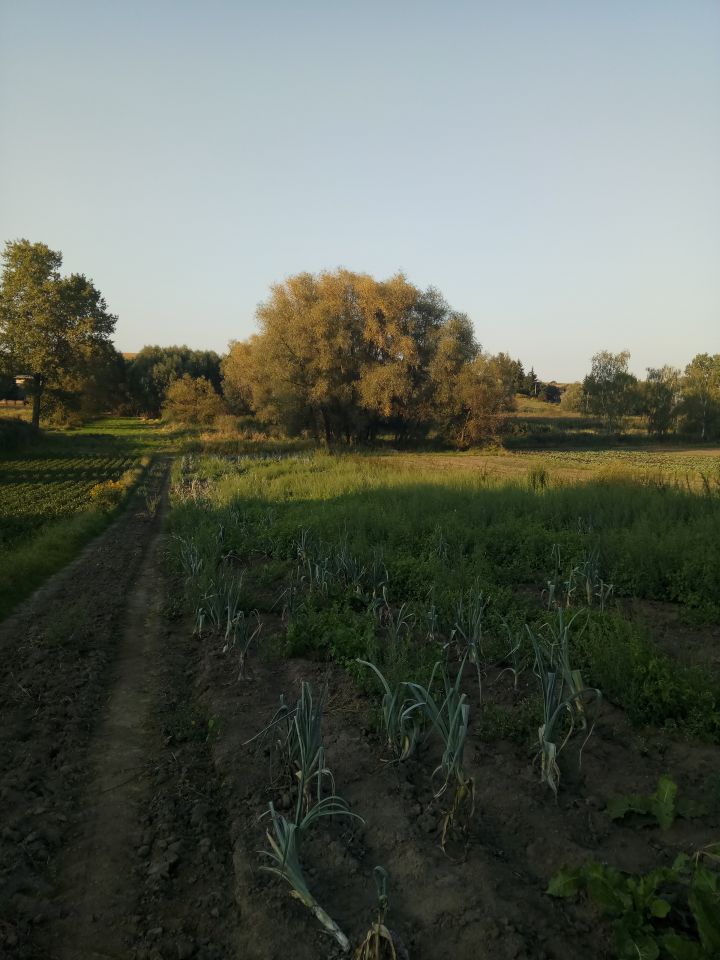 Działka rolno-budowlana Szarbia