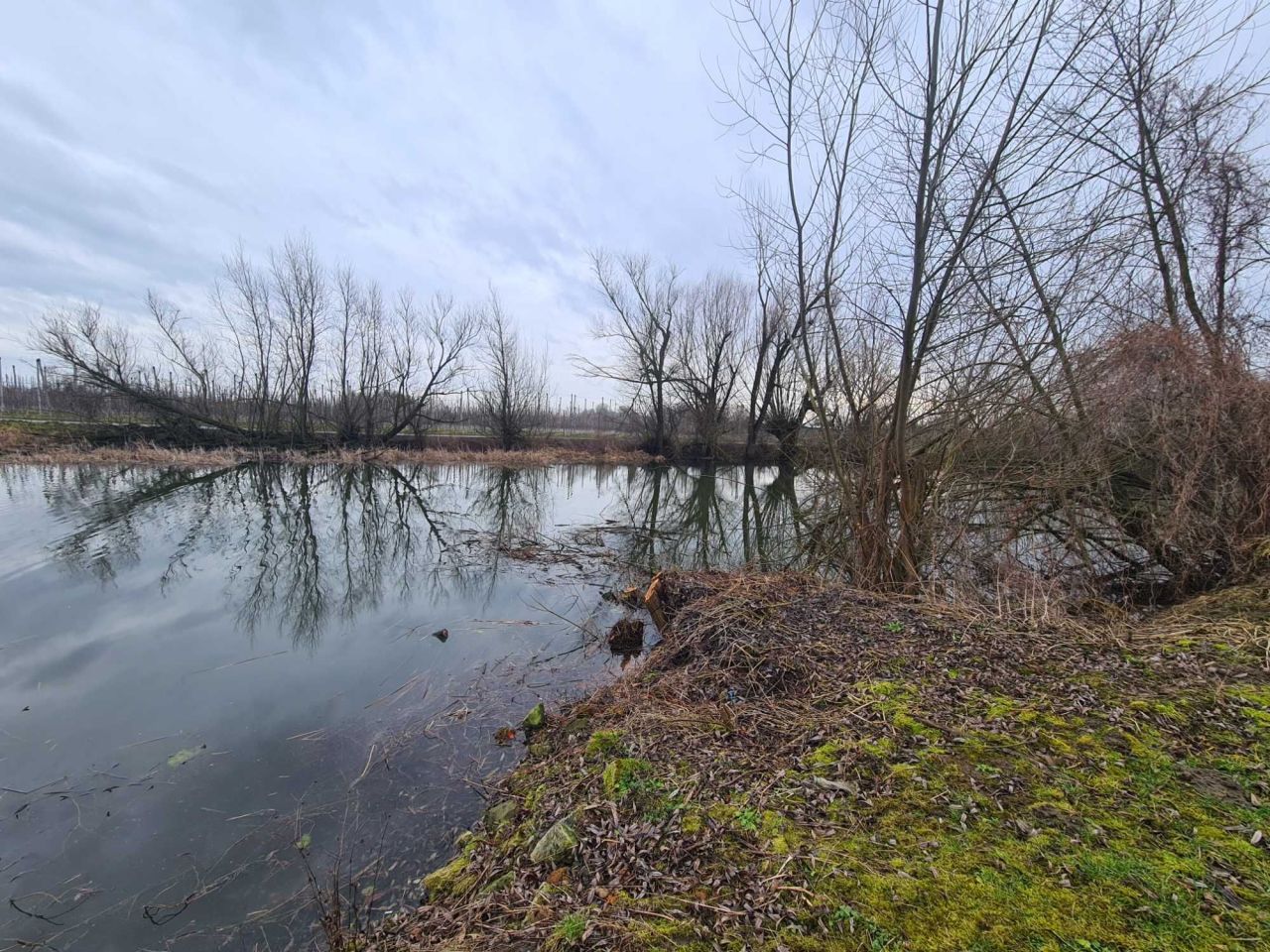 Działka rolno-budowlana Stare Podole. Zdjęcie 8