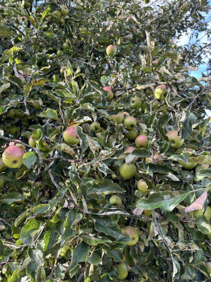 Działka rod Łask Kolumna. Zdjęcie 5