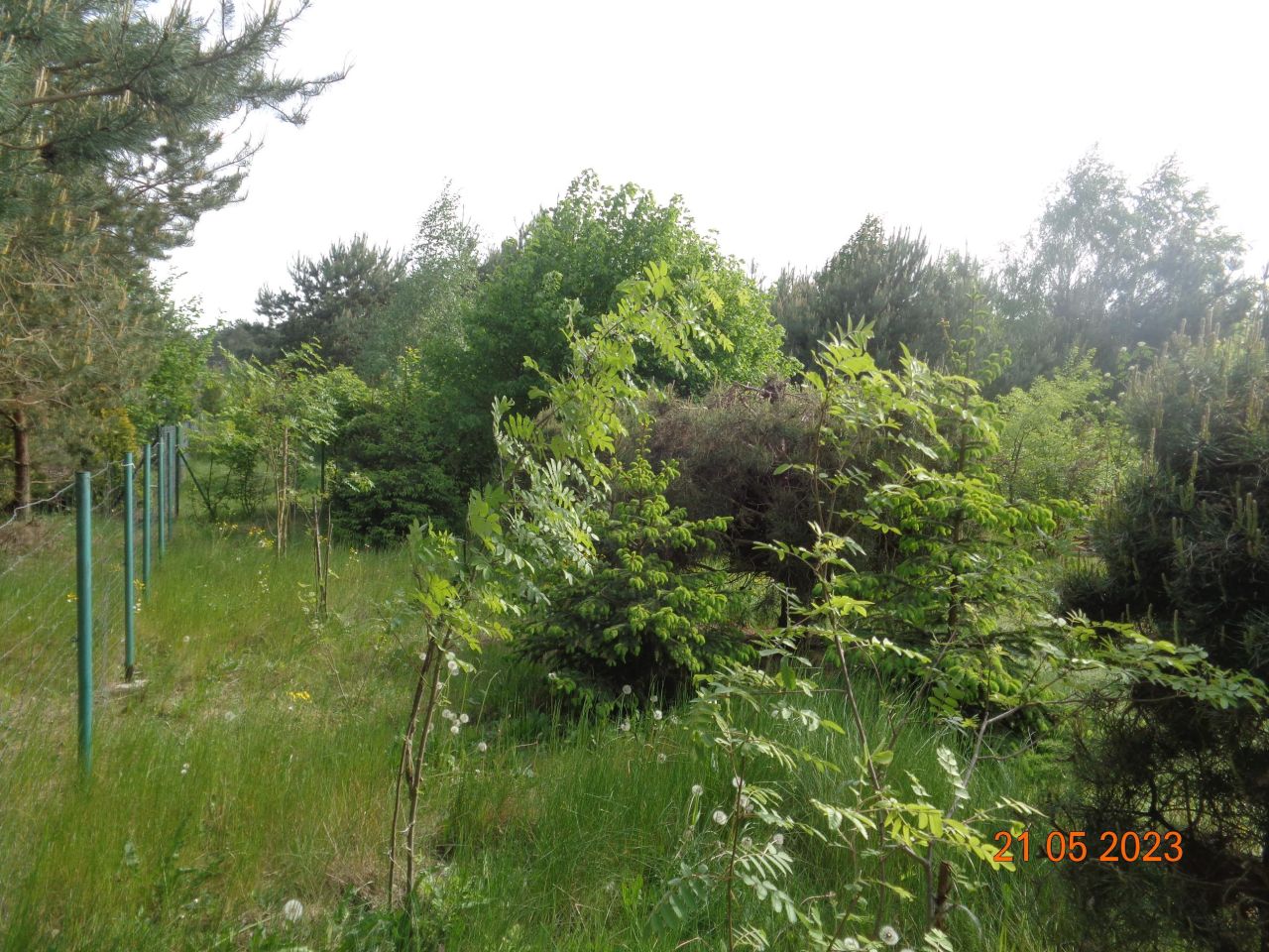 Działka rekreacyjna Grzybowo. Zdjęcie 15