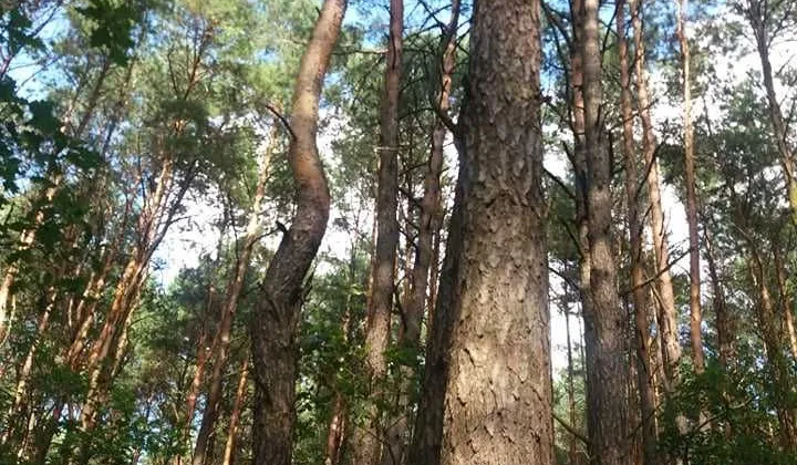 Działka leśna Wola Wodyńska