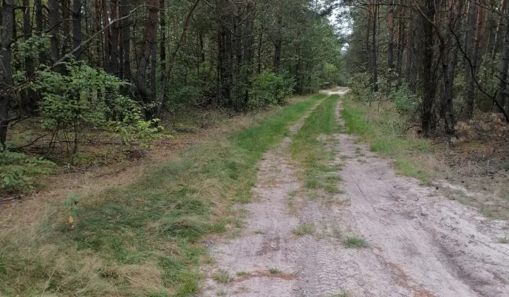 Działka leśna Sudzin