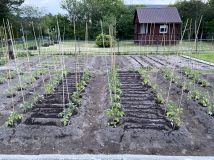 Działka rod Białystok Wygoda, ul. Krzysztofa Pendereckiego. Zdjęcie 4