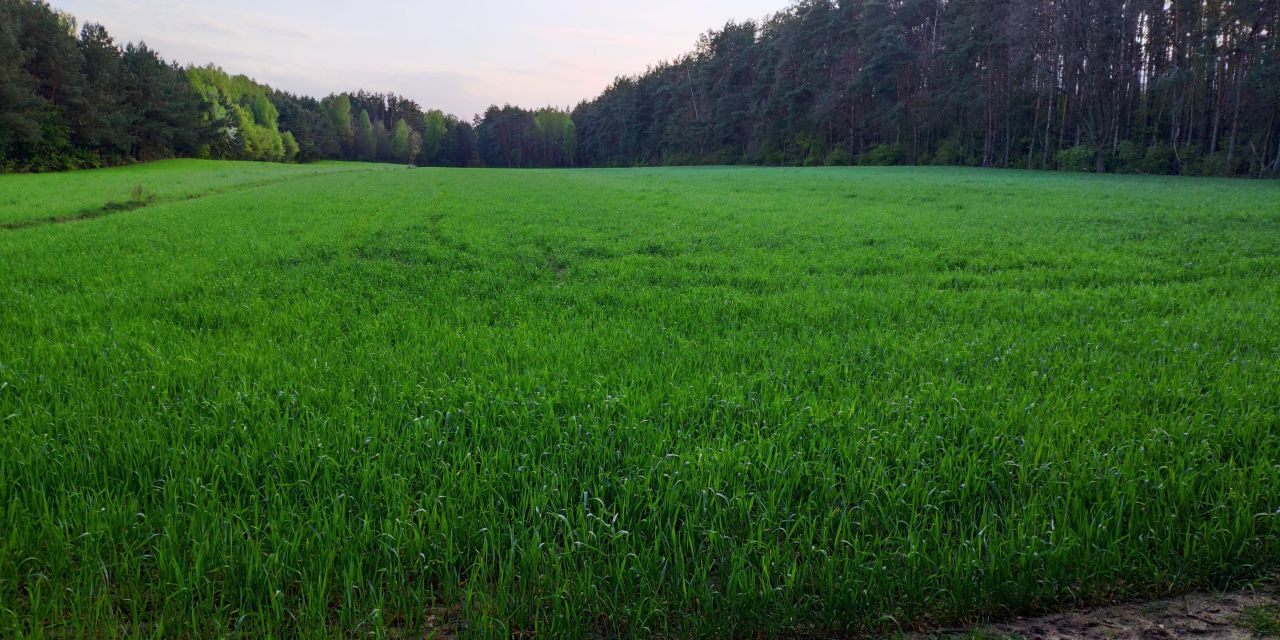 Działka inwestycyjna Jeruzal, ul. Szkolna. Zdjęcie 9