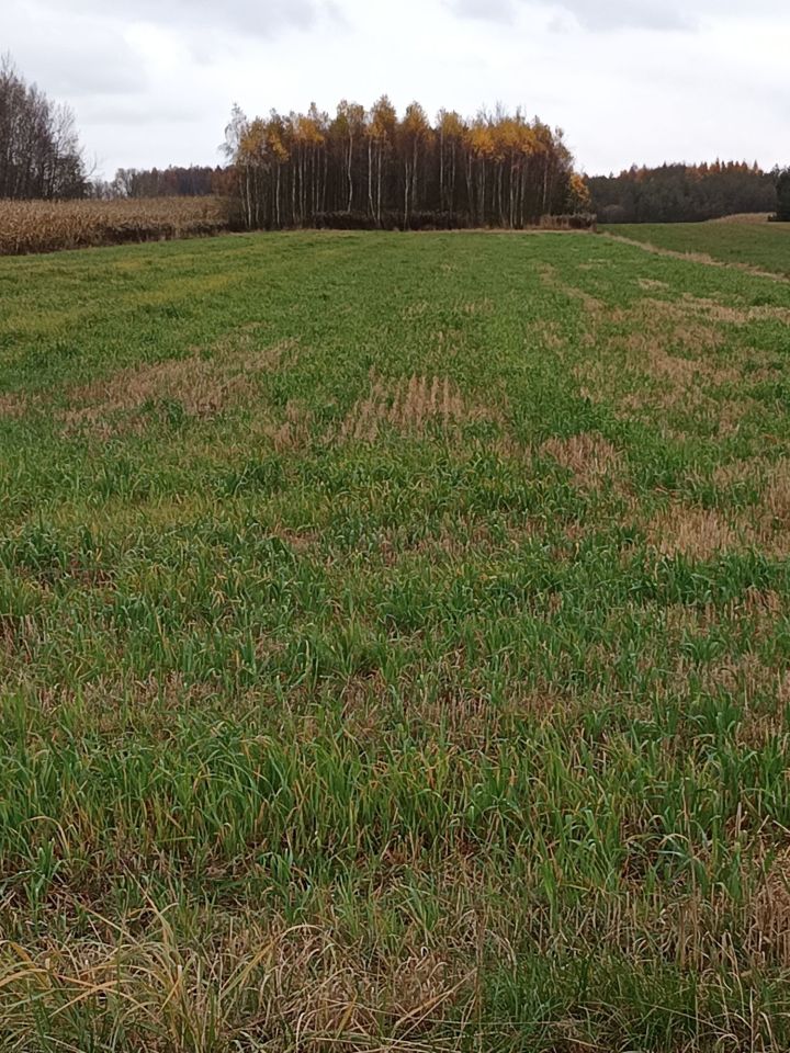 Działka rolna Antoniki. Zdjęcie 6