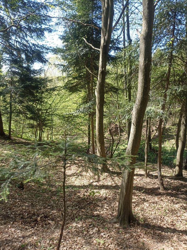 Działka leśna Karwodrza. Zdjęcie 12