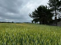 Działka budowlana Rumunki Witkowskie. Zdjęcie 3