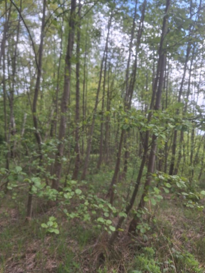 Działka leśna Rostki. Zdjęcie 2