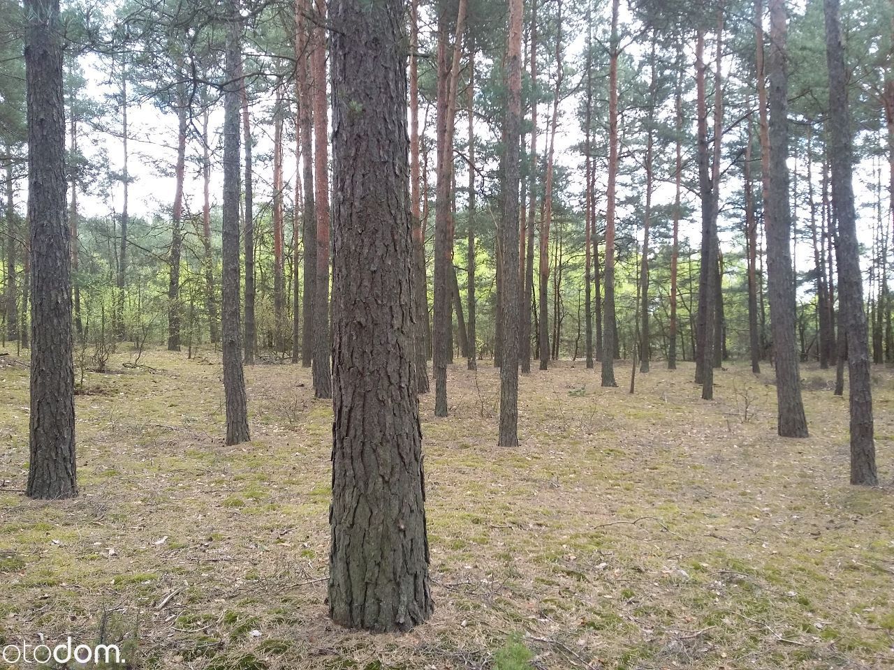 Działka leśna Połoń. Zdjęcie 6