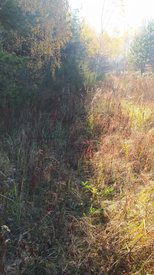 Działka inwestycyjna Zalesie. Zdjęcie 2