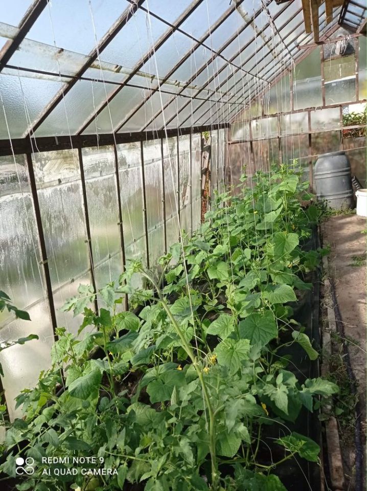 Działka rod Giżycko. Zdjęcie 3