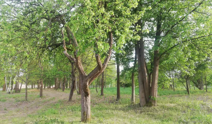 Działka budowlana Wola Rafałowska, ul. Dębowa