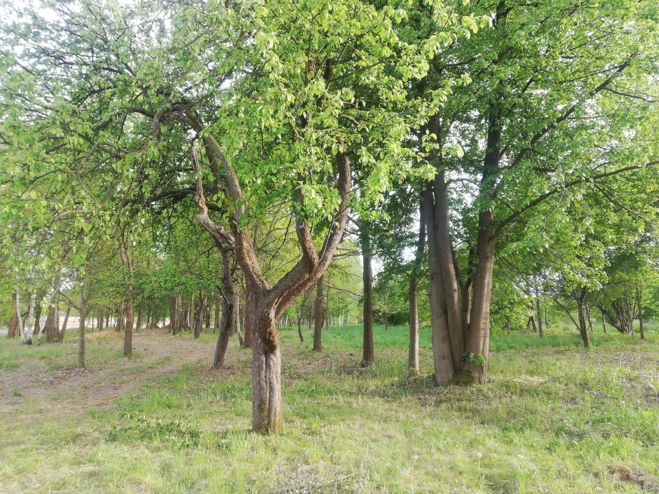 Działka budowlana Wola Rafałowska, ul. Dębowa