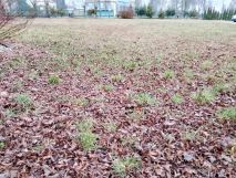 Działka inwestycyjna Kolno, ul. Marii Konopnickiej