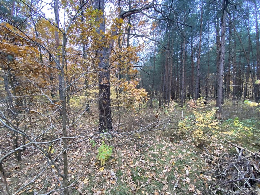 Działka leśna Warszawa Białołęka, ul. Insurekcji. Zdjęcie 3