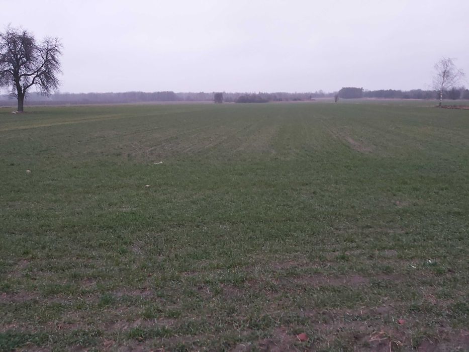 Działka rolno-budowlana Wola Pieczyska. Zdjęcie 4