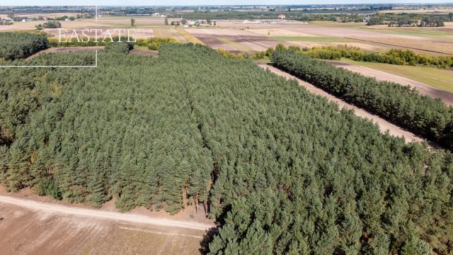 Działka leśna Maurzyce. Zdjęcie 3