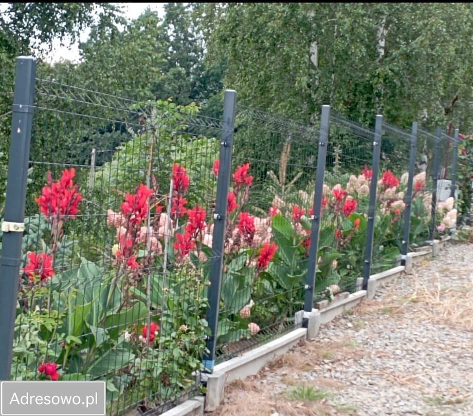 Działka budowlana Dąbrowa. Zdjęcie 5