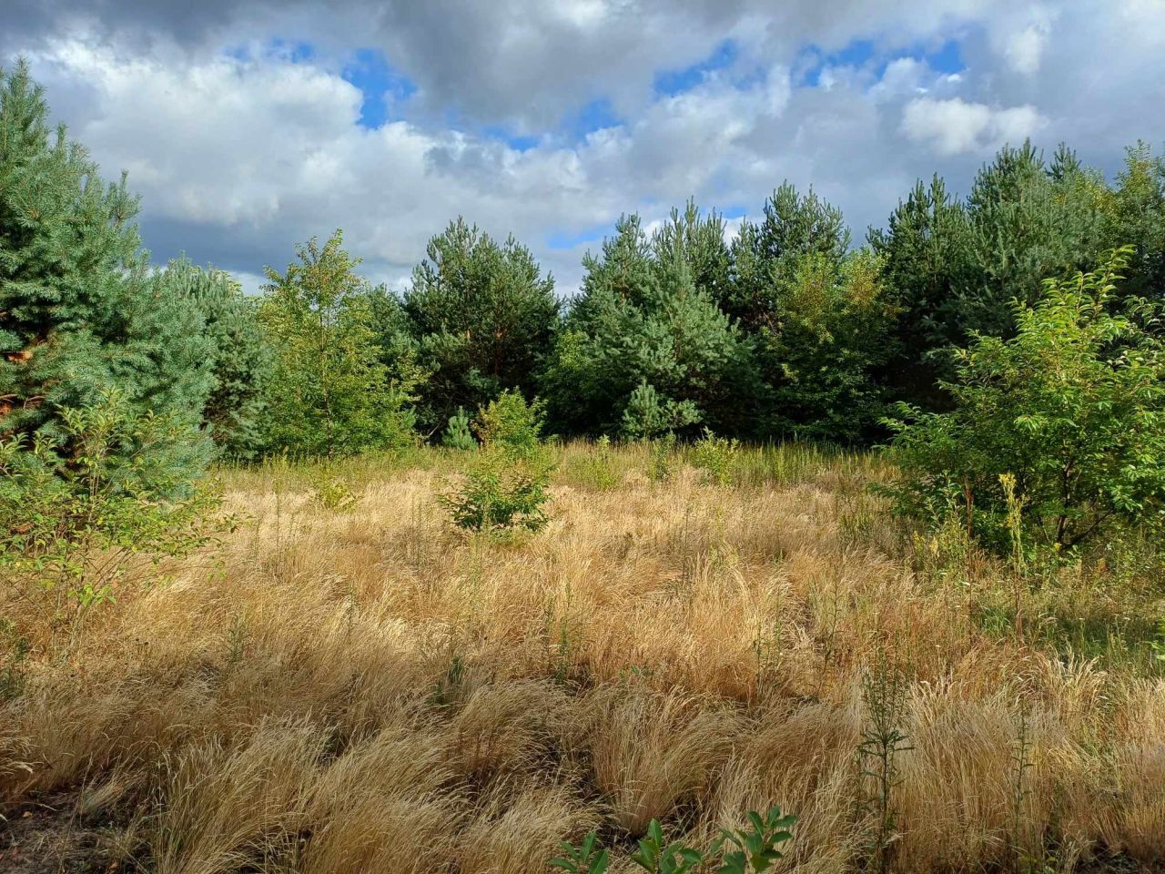 Działka rolna Skronina