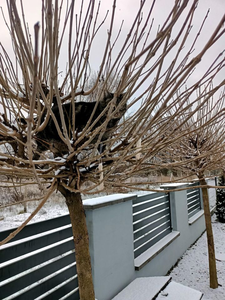 dom wolnostojący, 4 pokoje Gorzów Wielkopolski, ul. Strażacka. Zdjęcie 28