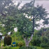 Działka rod Szczecin Krzekowo, ul. Żniwna. Zdjęcie 4