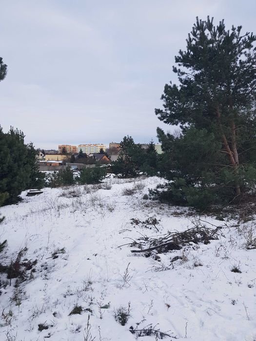 Działka budowlana Paterek, ul. Leśna. Zdjęcie 3