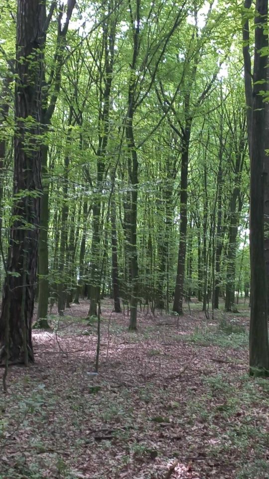 Działka leśna Wola Zadybska