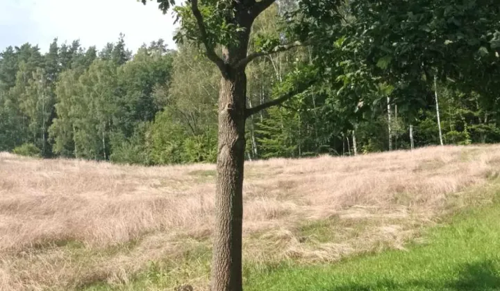 Działka rolna Mątki