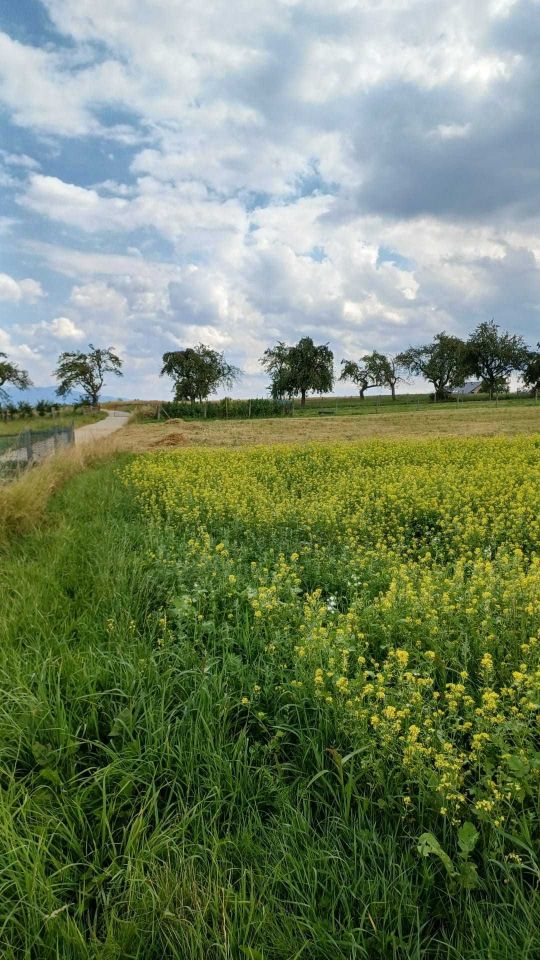Działka budowlana Juraszowa. Zdjęcie 4