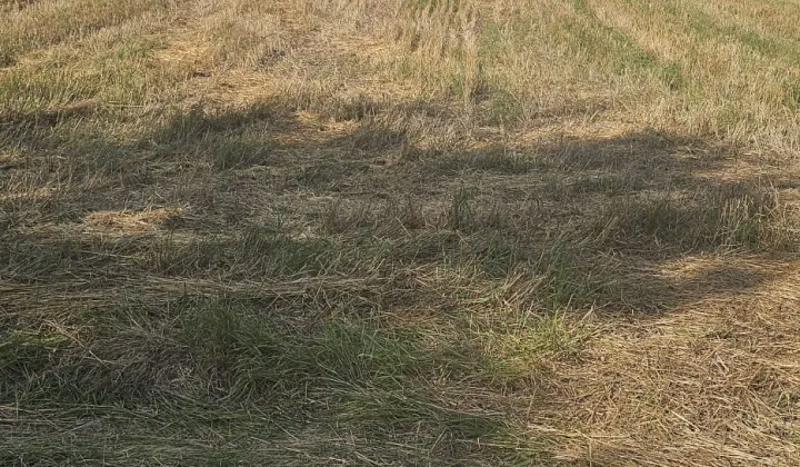 Działka inwestycyjna Lelów Zbyczyce, ul. Sportowa