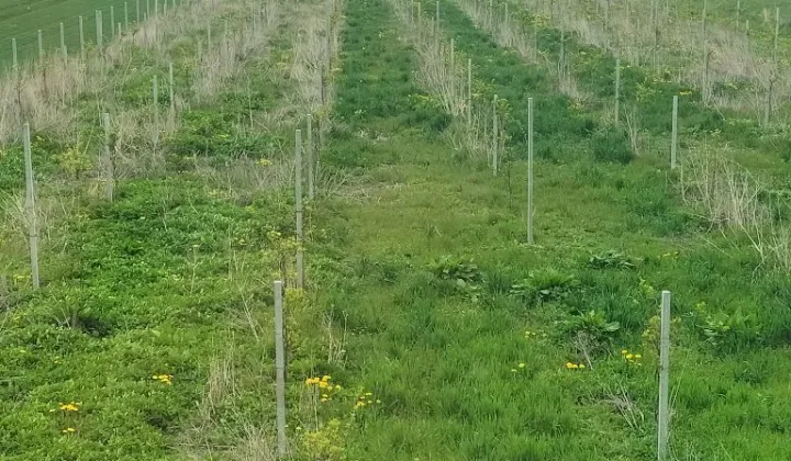 Działka budowlana Żelichowo