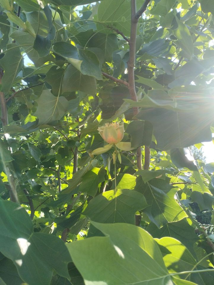 dom wolnostojący, 5 pokoi Toruń Grębocin nad Strugą, ul. Dojazd. Zdjęcie 7