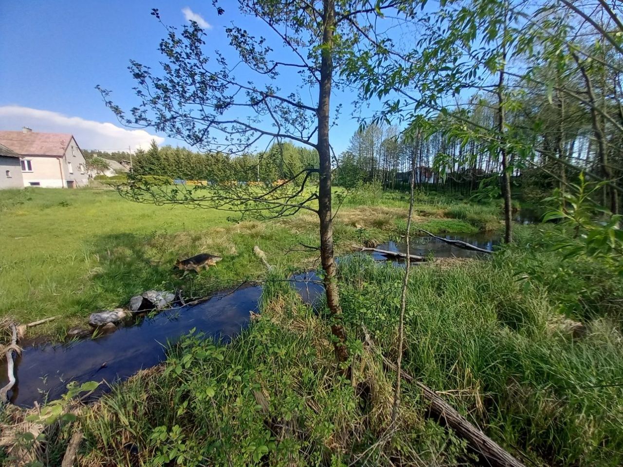 siedlisko, 5 pokoi Szczepkowo-Giewarty. Zdjęcie 3