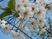 Działka rod Bytom. Zdjęcie 1