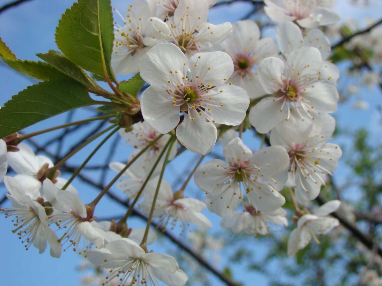 Działka rod Bytom. Zdjęcie 2