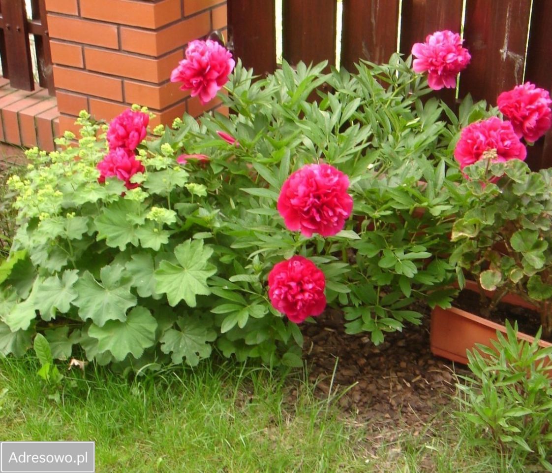 dom wolnostojący, 9 pokoi Wrocław Zalesie. Zdjęcie 8