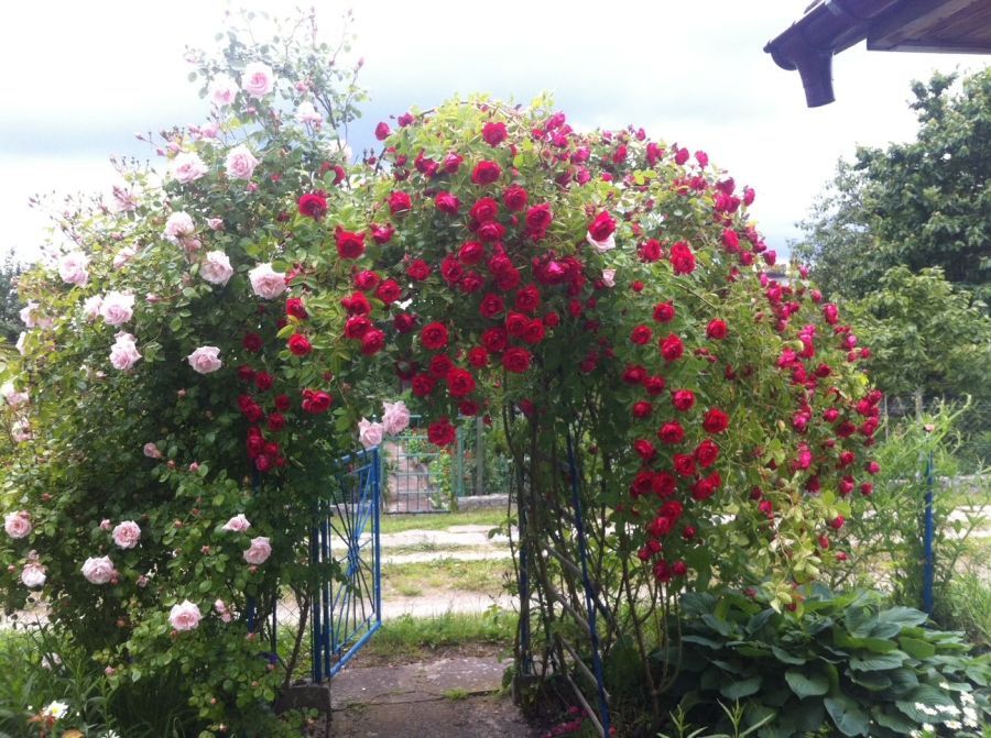 Działka rod Rumia, ul. Hodowlana. Zdjęcie 3