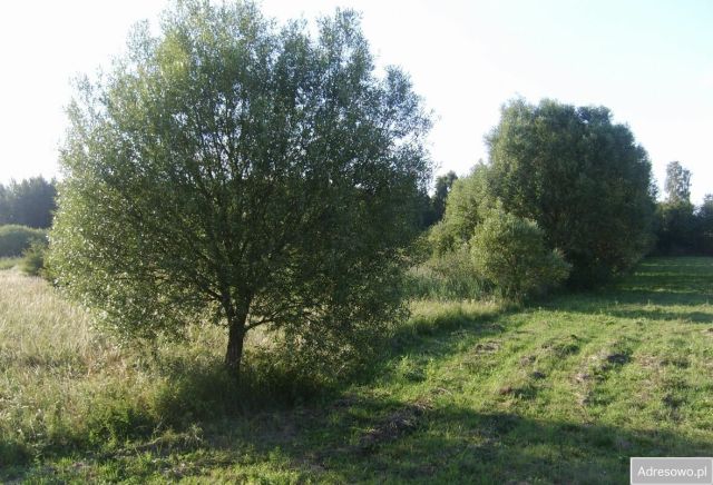 Działka rolna Golędzinów. Zdjęcie 1