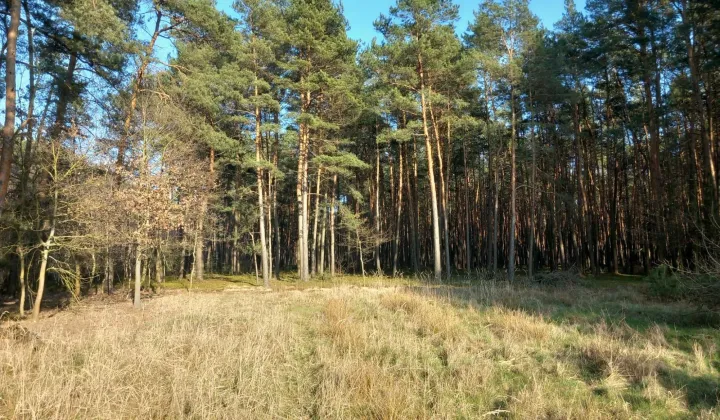 Działka leśna Dobrosław