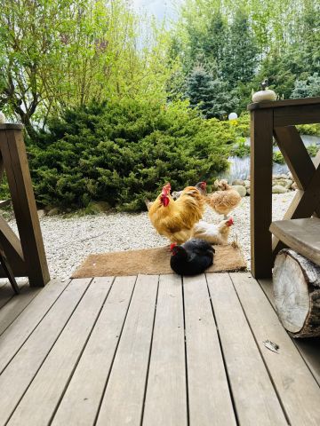 dom wolnostojący, 4 pokoje Kijany, Nad Rzeką Wieprz. Zdjęcie 48